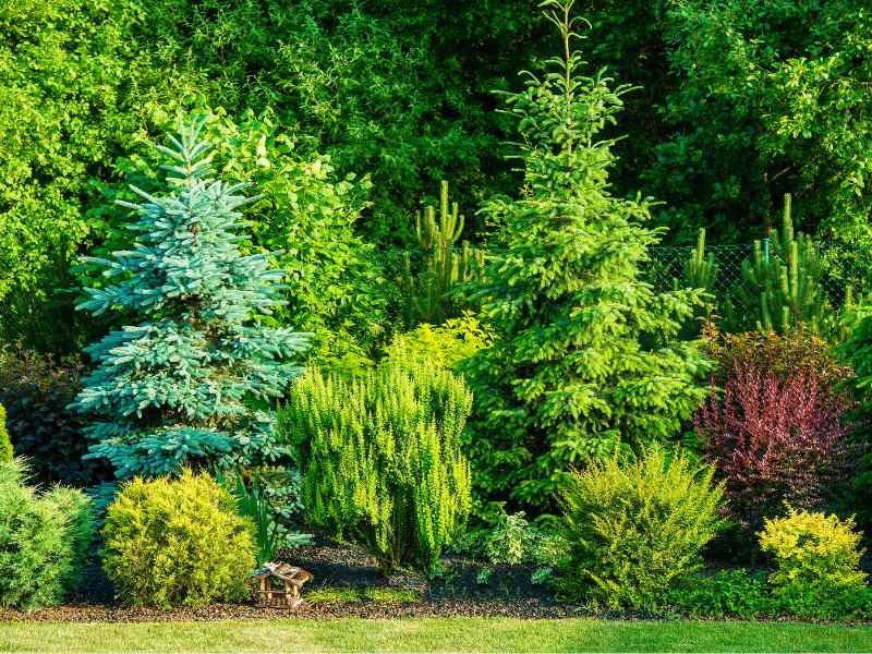privacy screen trees