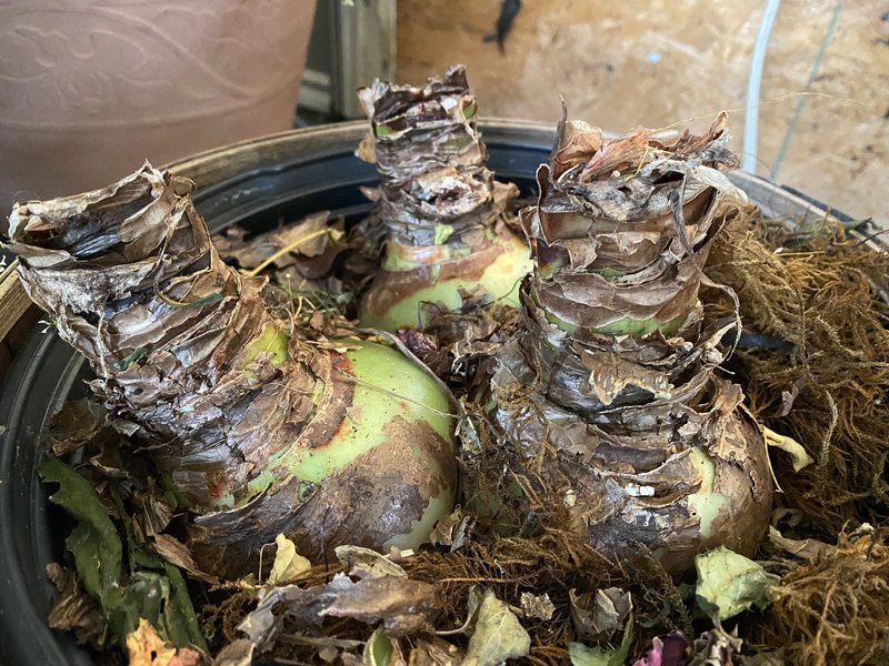 Amaryllis bulb in a pot ready to grow.