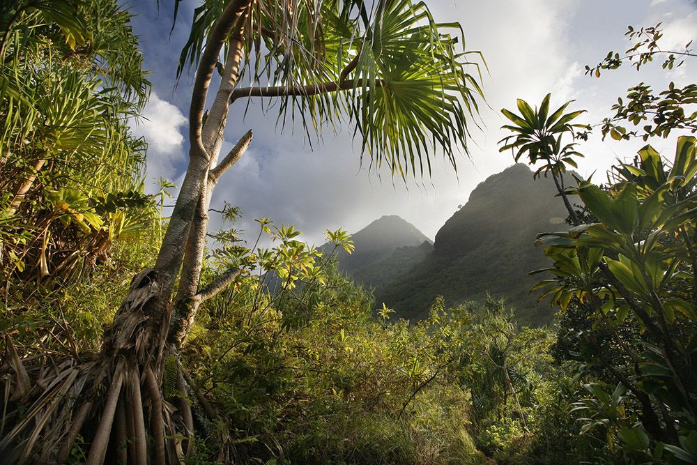 mountain landscapes and tropical forests