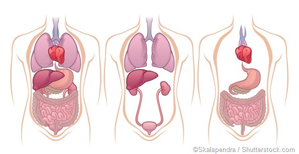 kidney liver health physical science