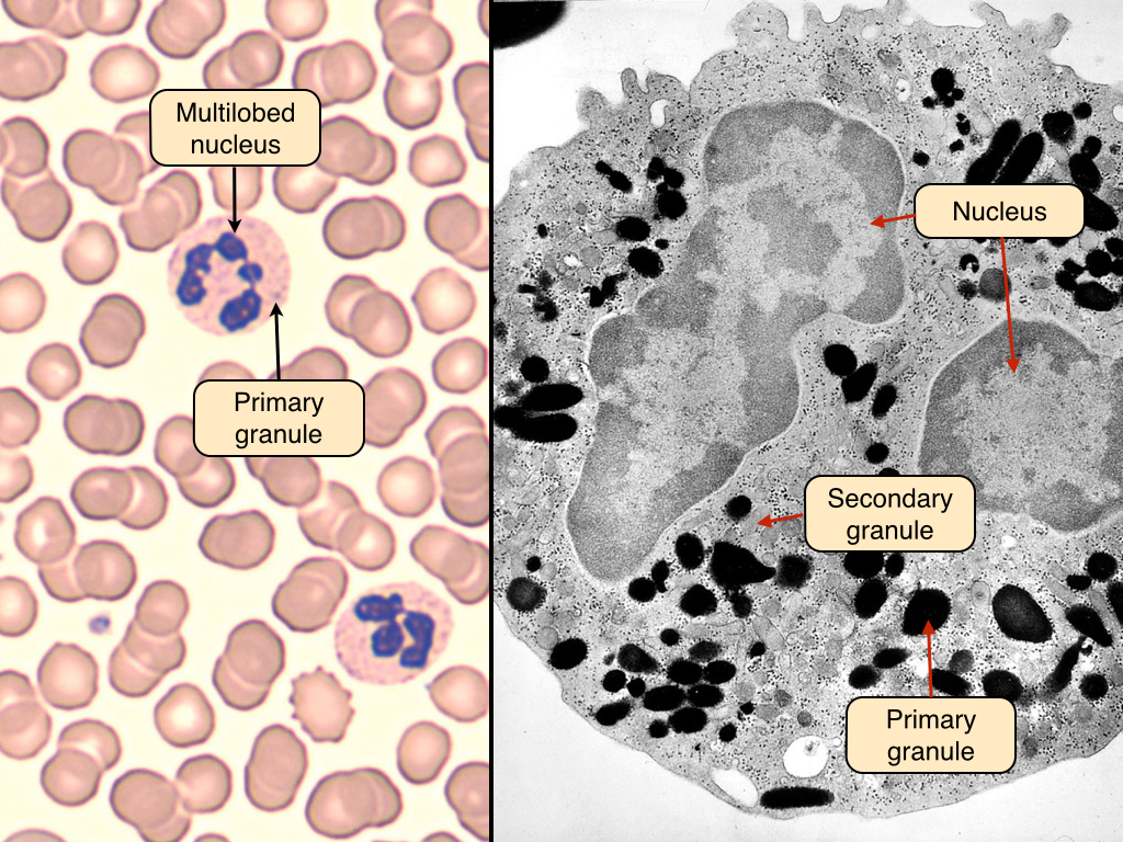 blood cells microscope lab