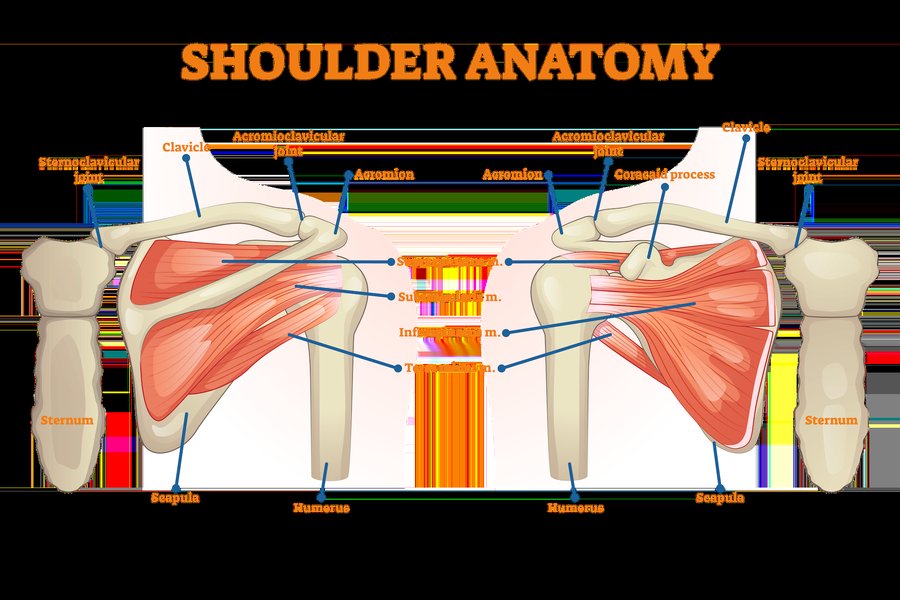 Anatomi detail bahu termasuk ligamen dan bursa