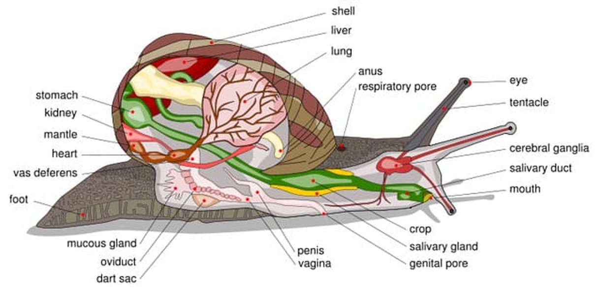 anatomia-funciones-caracol-componentes-4hevs1yw