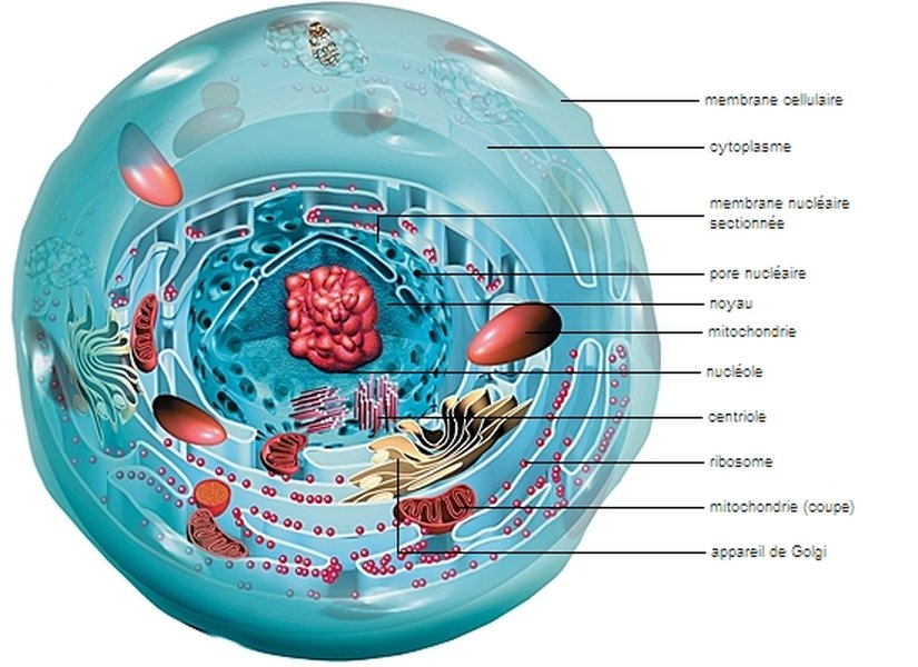anatomie-physiologie-cellule-xqa6fs21