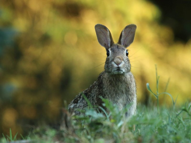 healing animals nature