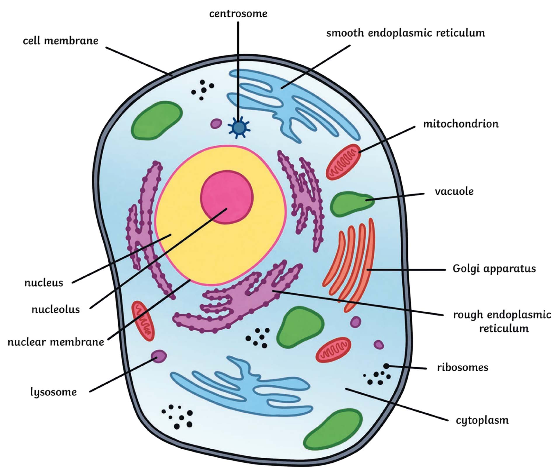 animal cell structure