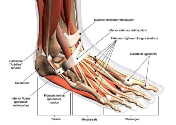 ankle anatomical structure and sports rehabilitation