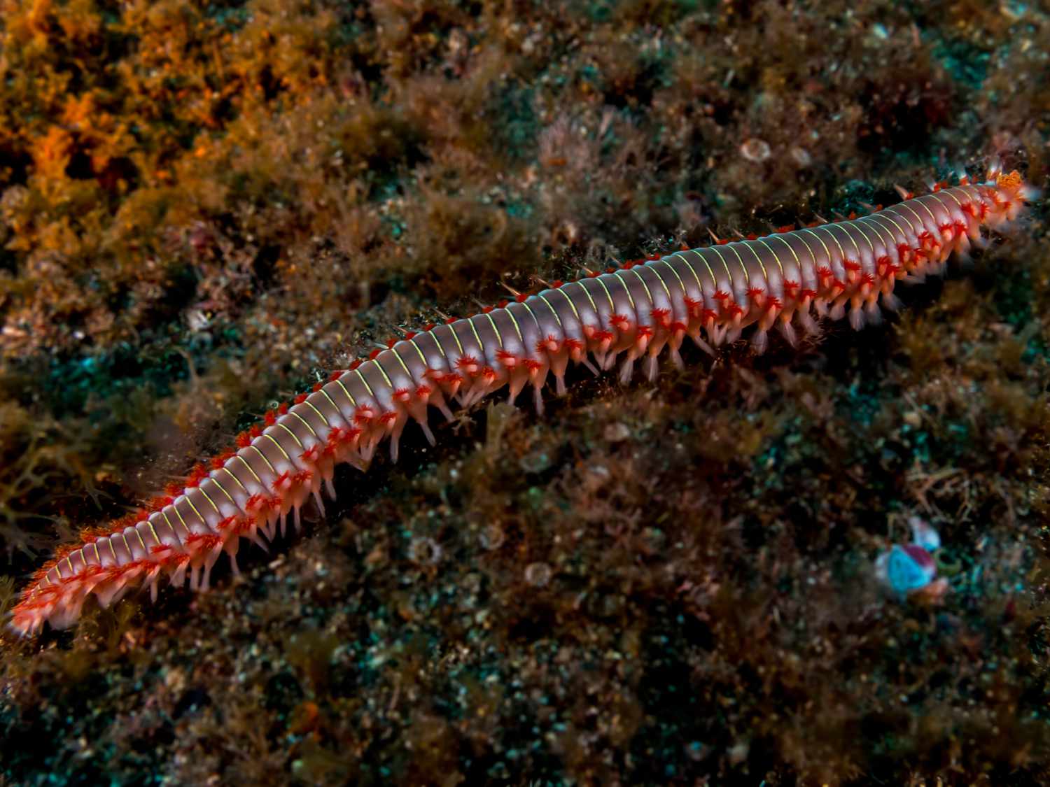 segmented worms in natural habitats