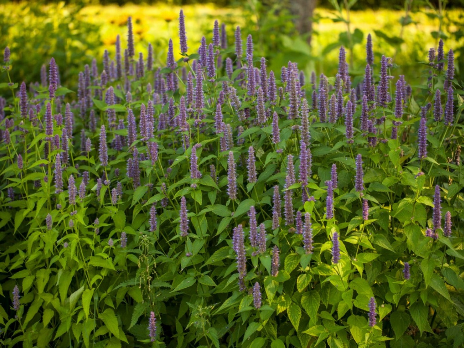 medicinal plants scenery