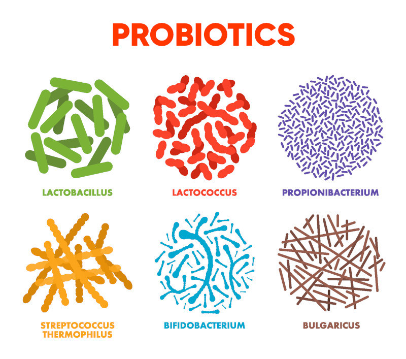 lactic acid bacteria culture