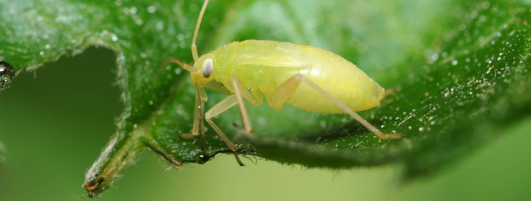 aphids in natural ecosystem