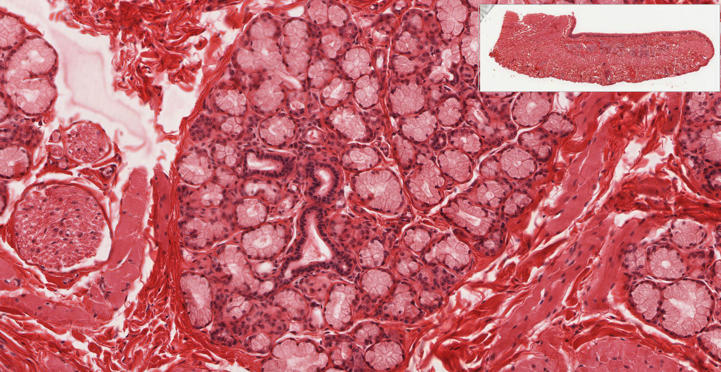mouth oral cavity natural texture
