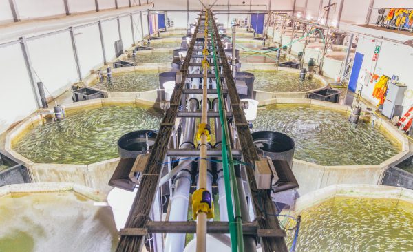 aquaculture farm, recirculating system, aquatic farming