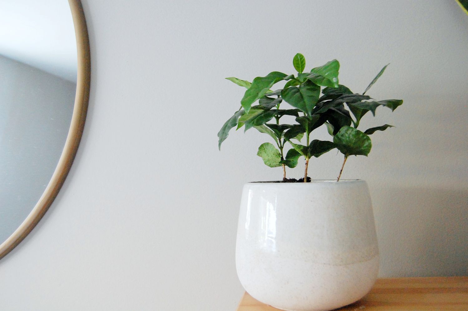 houseplants indoor care coffee tree