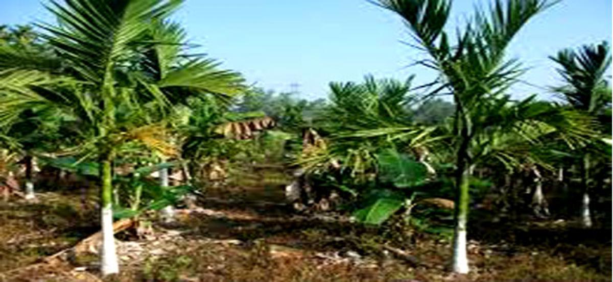 arecanut plantation auction
