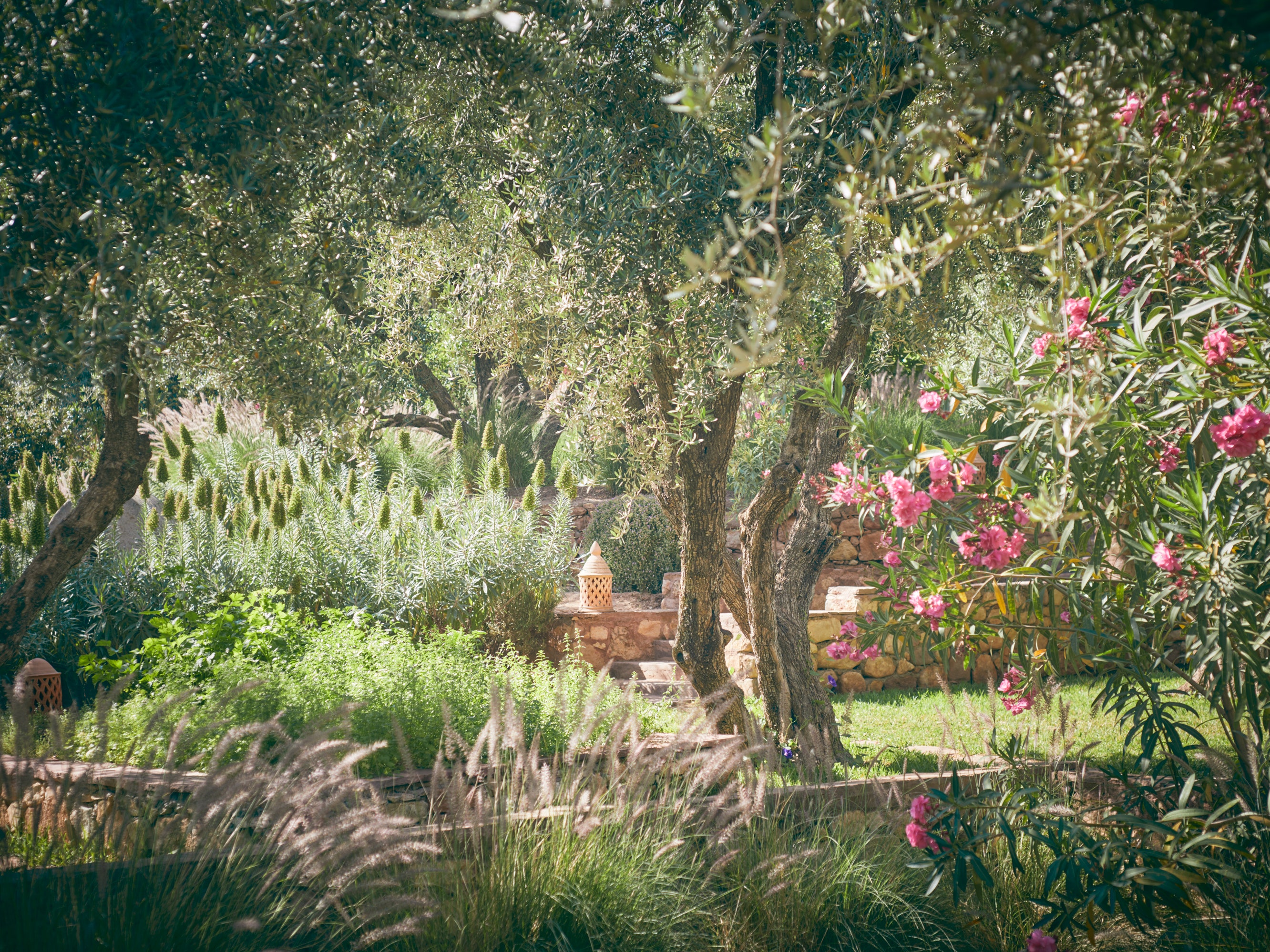 mountain aromatic garden scenery