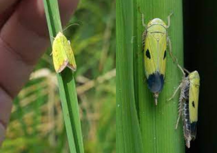 rice field arthropods