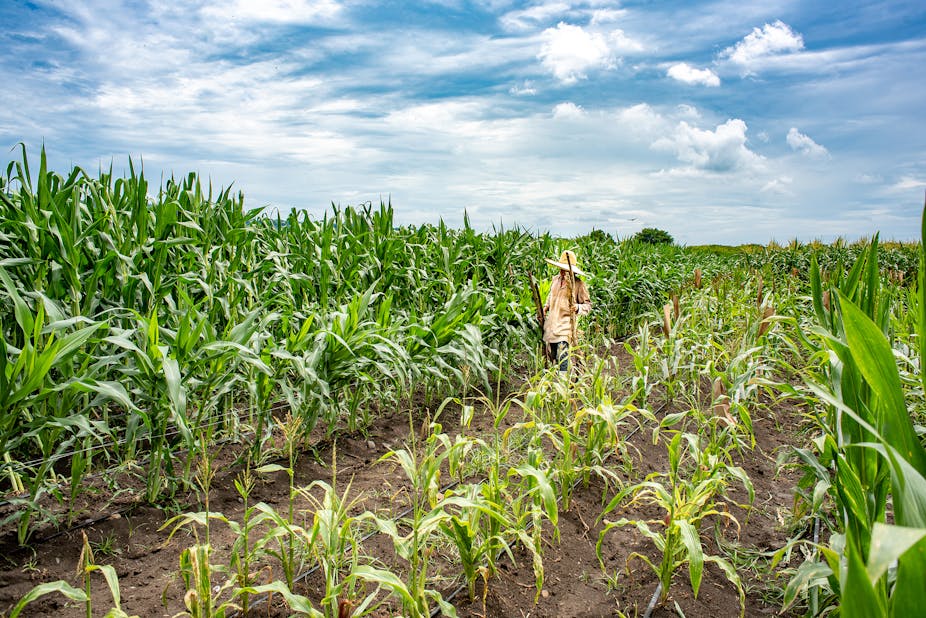 agricultural field africa