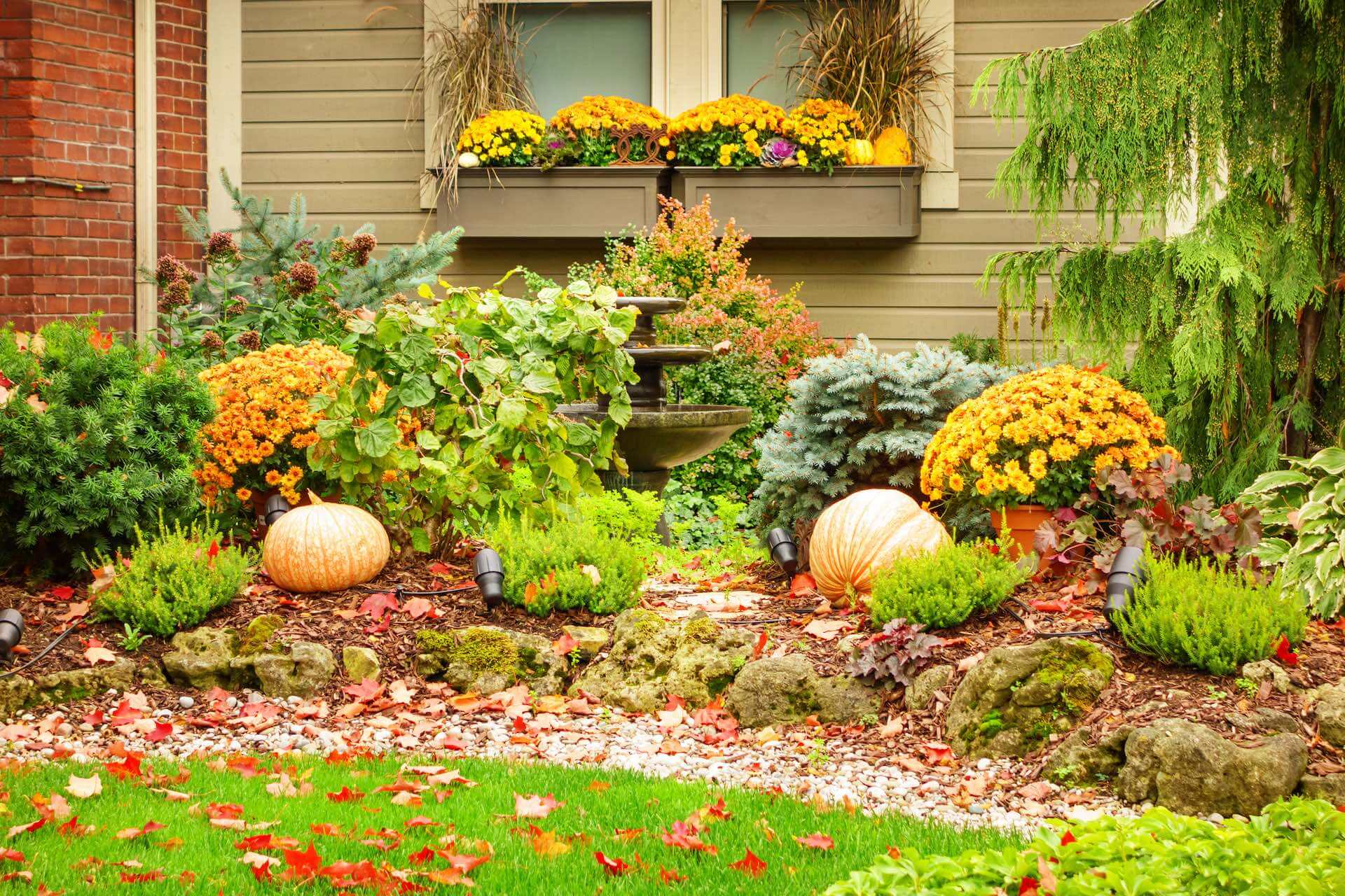autumn garden plants