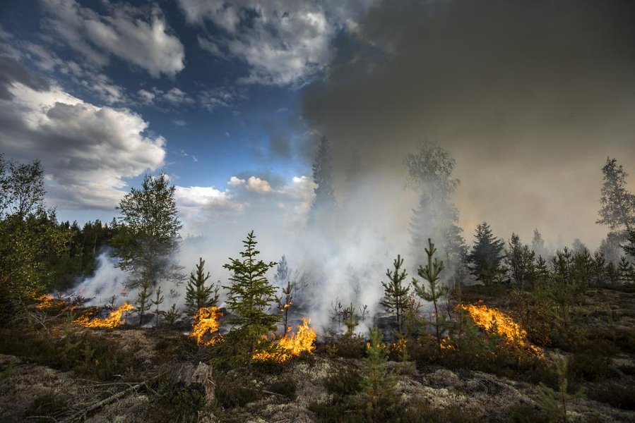 Incendie de forêt