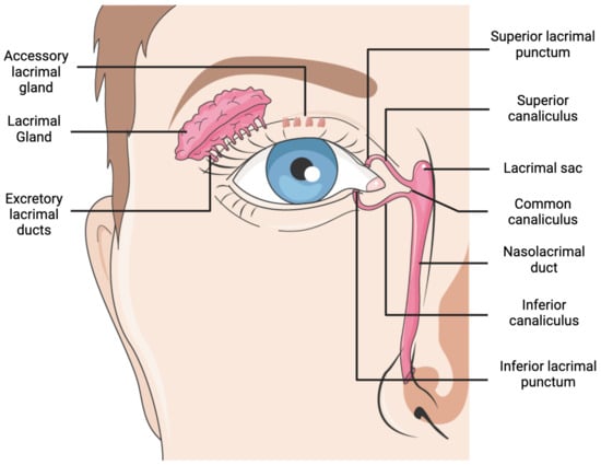 autoimmune glands, ocular moisture, anatomical neck structure