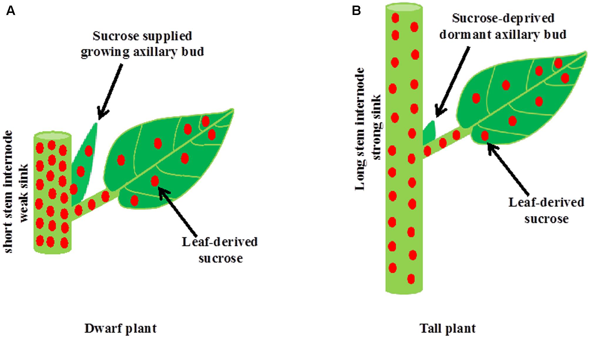 auxin plant growth tall stem terminal bud lateral buds