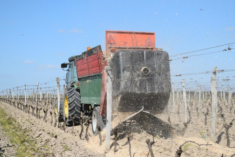 Miscanthus comme paillis dans les vignobles