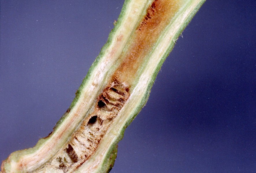 Potato plant showing symptoms of bacterial wilt caused by Ralstonia solanacearum