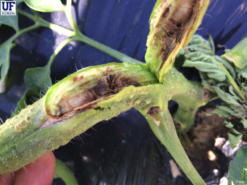 Bacterial pith necrosis in a tomato stem