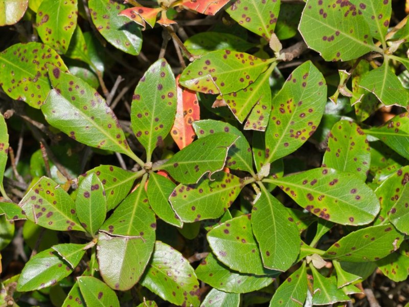 average-bacterial-pathogens-per-plant-5brd2461
