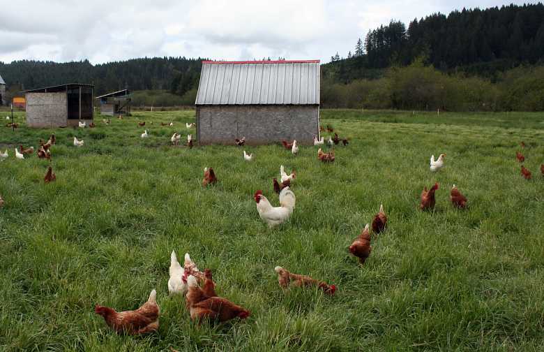 poultry farm row of chicken coops