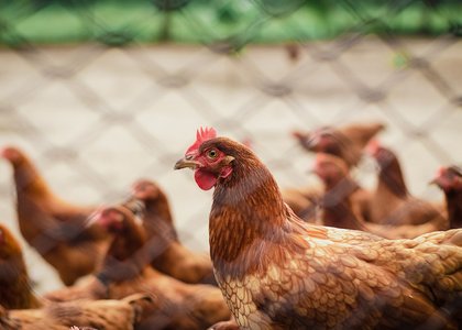 poultry farm sustainable practice