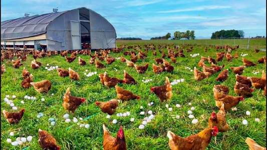 poultry farm production field