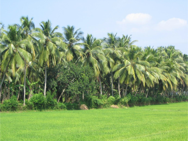 tropical agricultural fields with avocado and coconut trees