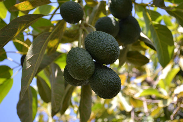 coconut palms and avocado fruits in field