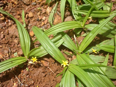 curculigo orchioides plant in nature
