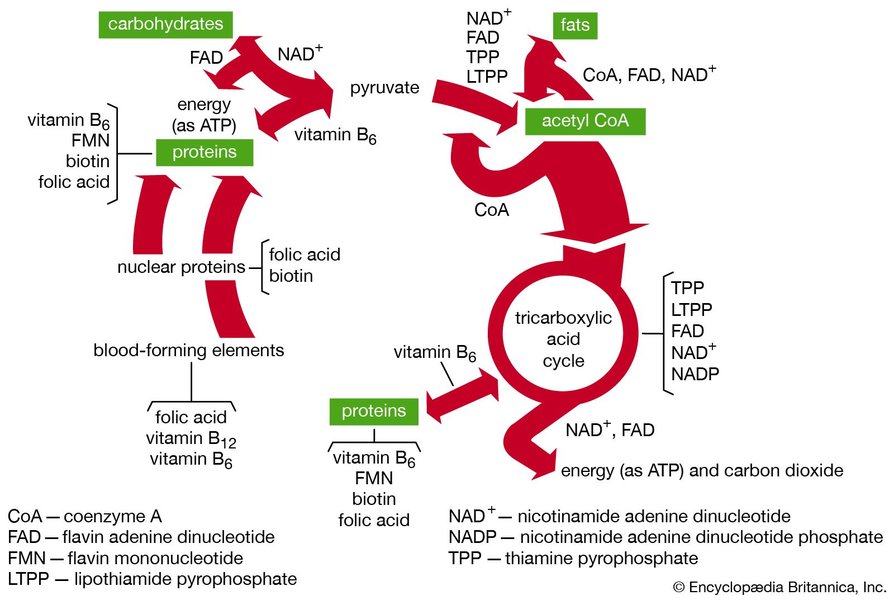 b vitamins metabolism diagram