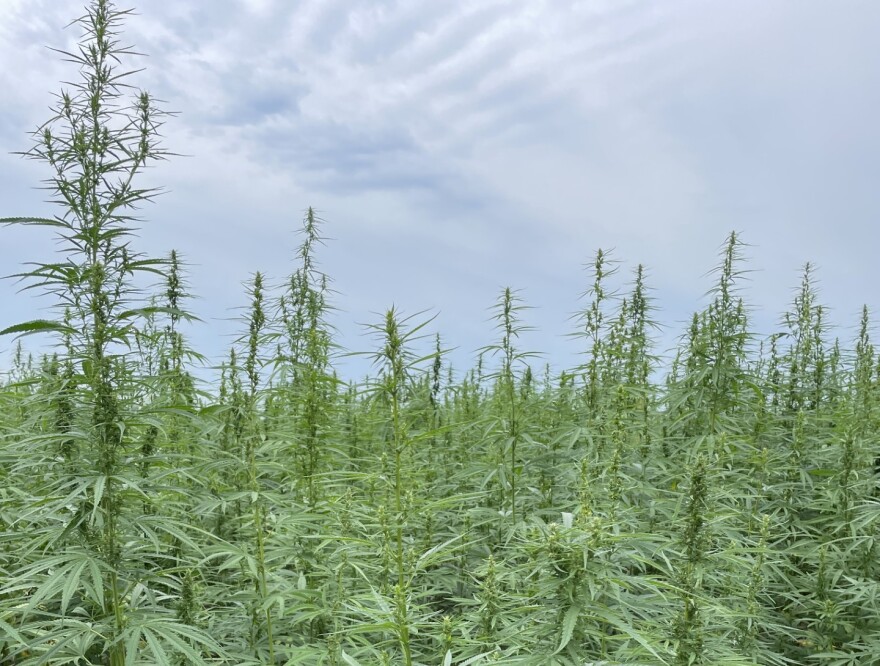 cannabis plant growth field