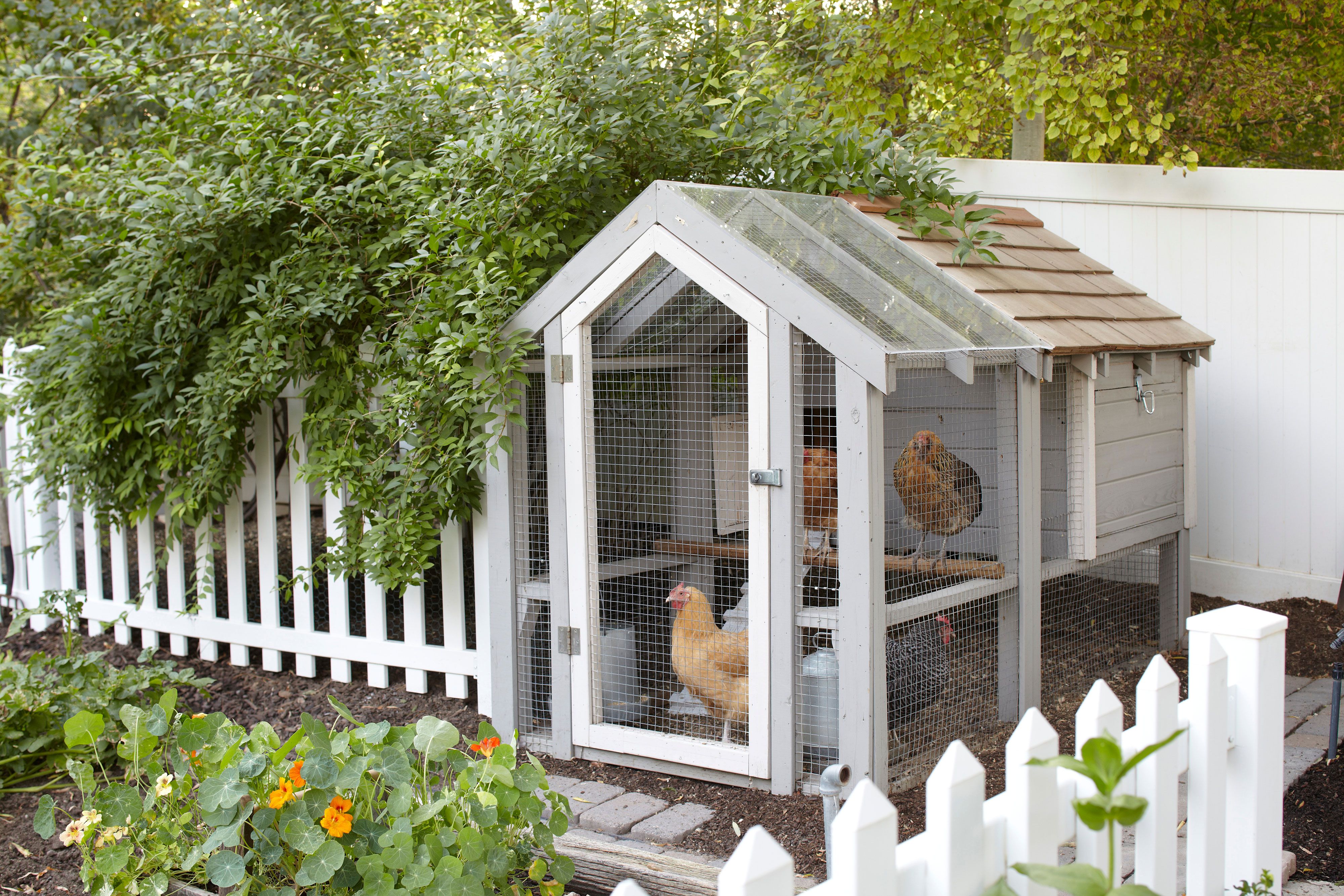 backyard chickens coop garden