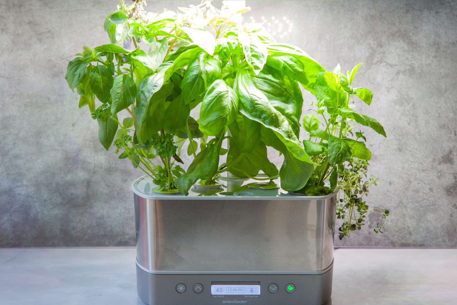 natural herb leaves and scientific equipment