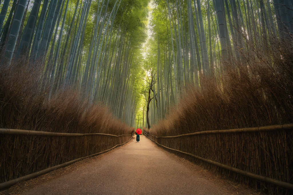 bamboo forest daylight