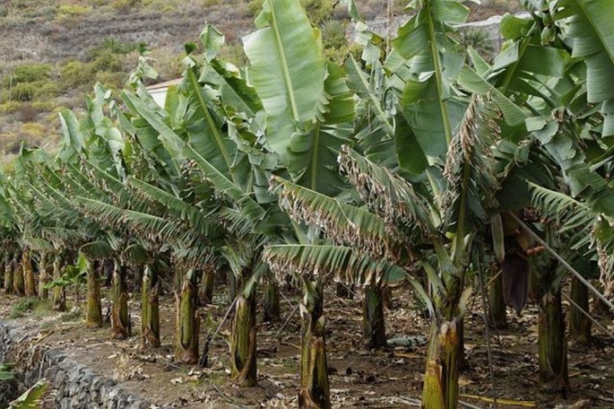 scenic view of Banaba leaves and natural extracts