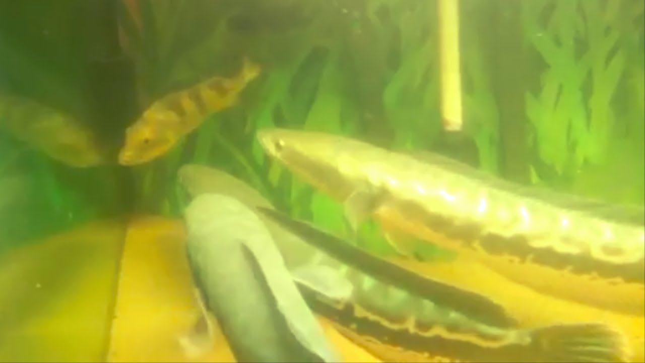basa and snakehead fish in aquarium