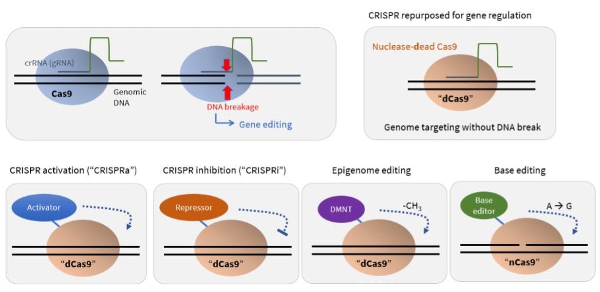 Ithy - Rewriting the Code of Life: How Base Editing Offers ...