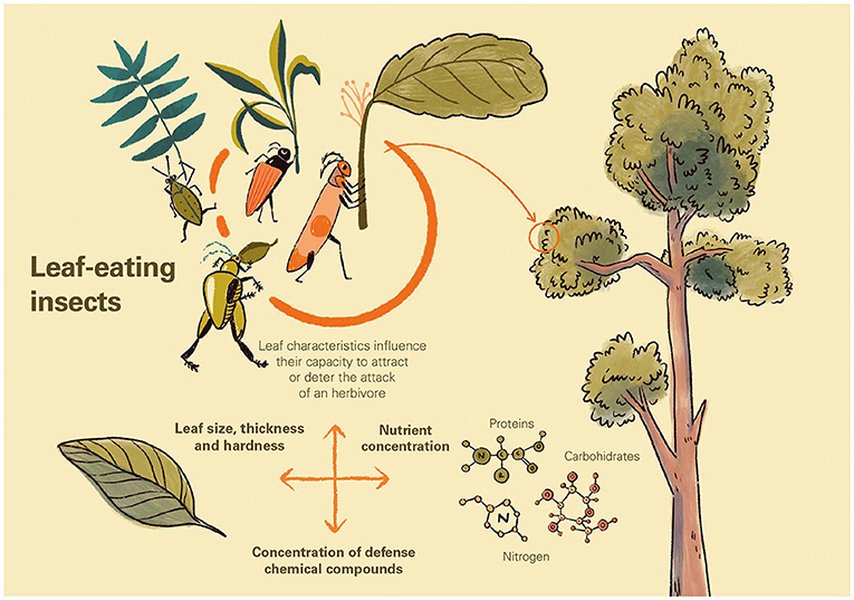 basics-plant-insect-resistance-lecture-wtoprbrf