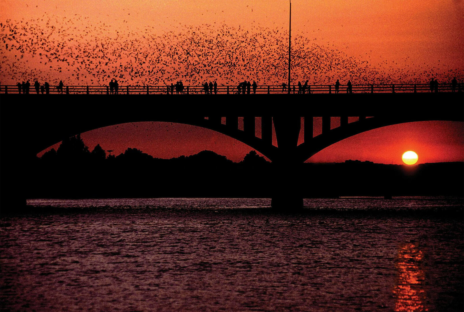 bridge bats festival Austin