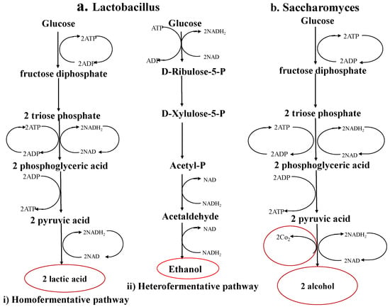 microbial fermentation process
