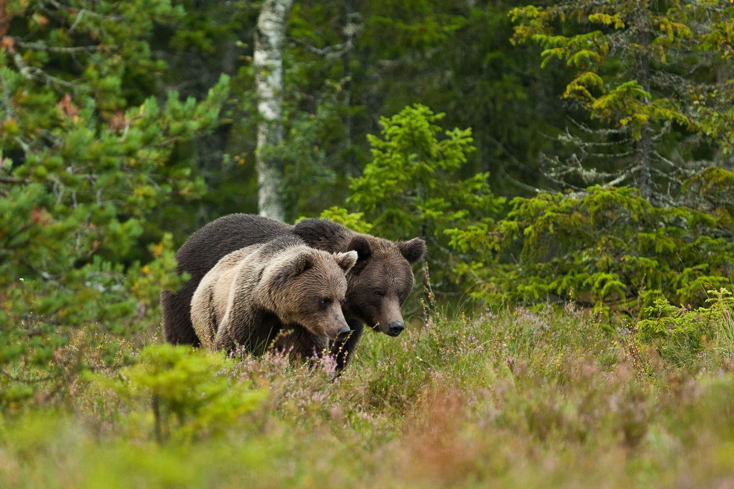 Swedish forest with brown bears