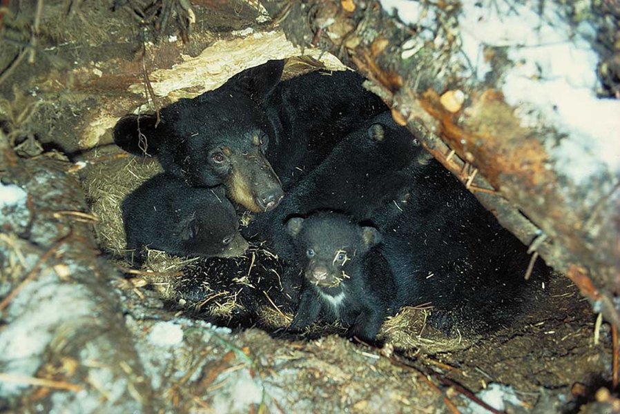 bear-sleeping-habits-dens-cphd2n61