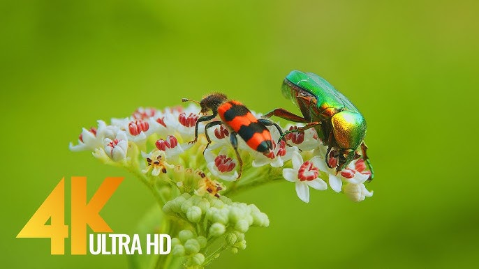 beetles and nature scenery
